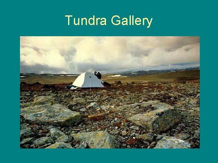 Tundra Gallery 