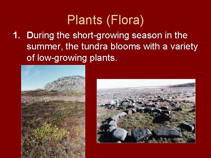 Plants (Flora) 1. During the short-growing season in the summer, the tundra blooms with