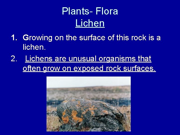 Plants- Flora Lichen 1. Growing on the surface of this rock is a lichen.
