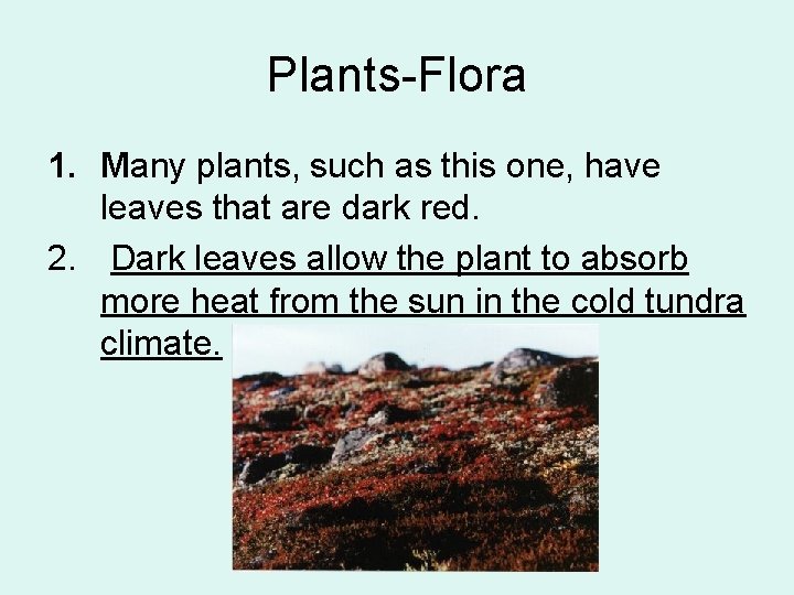 Plants-Flora 1. Many plants, such as this one, have leaves that are dark red.