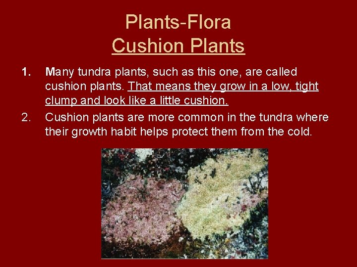 Plants-Flora Cushion Plants 1. 2. Many tundra plants, such as this one, are called