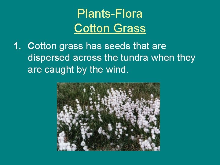 Plants-Flora Cotton Grass 1. Cotton grass has seeds that are dispersed across the tundra