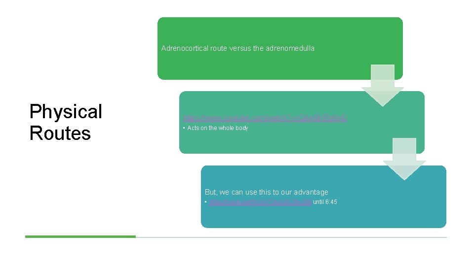 Adrenocortical route versus the adrenomedulla Physical Routes https: //www. youtube. com/watch? v=QAe. BKRa. Nri
