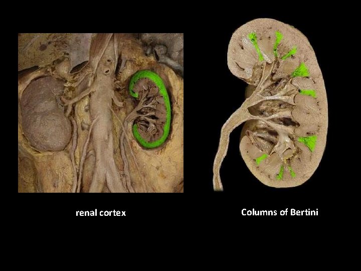 renal cortex Columns of Bertini 