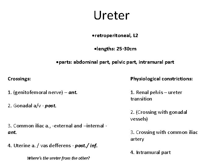 Ureter • retroperitoneal, L 2 • lengths: 25 -30 cm • parts: abdominal part,