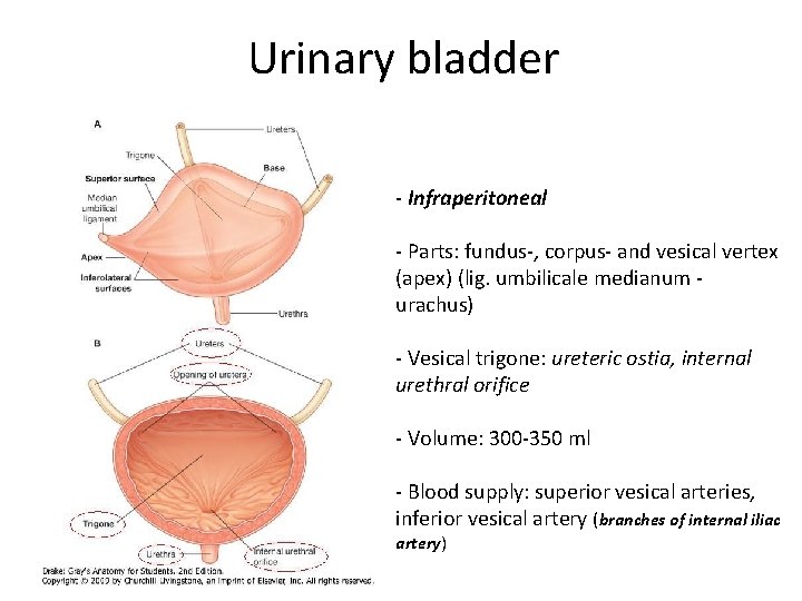 Urinary bladder - Infraperitoneal - Parts: fundus-, corpus- and vesical vertex (apex) (lig. umbilicale