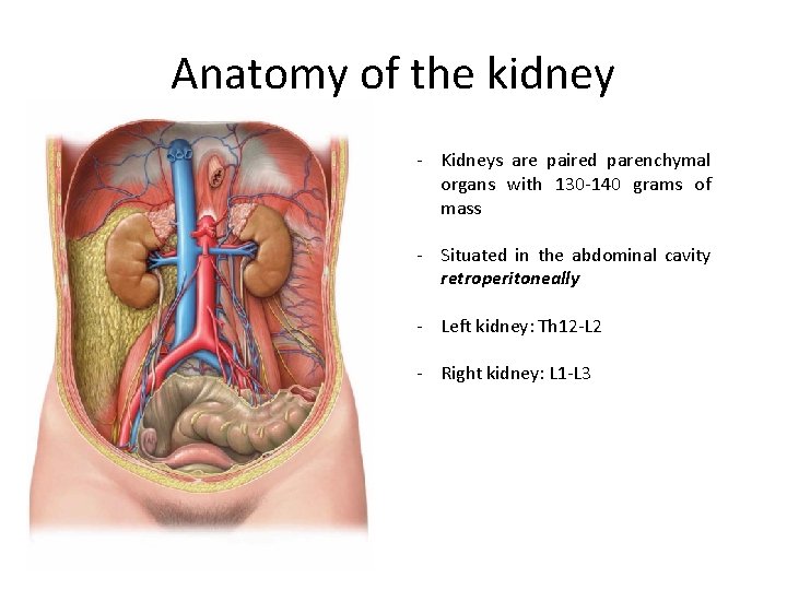 Anatomy of the kidney - Kidneys are paired parenchymal organs with 130 -140 grams