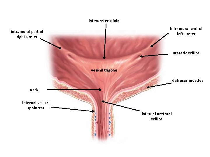 interureteric fold intramural part of left ureter intramural part of right ureteric orifice vesical