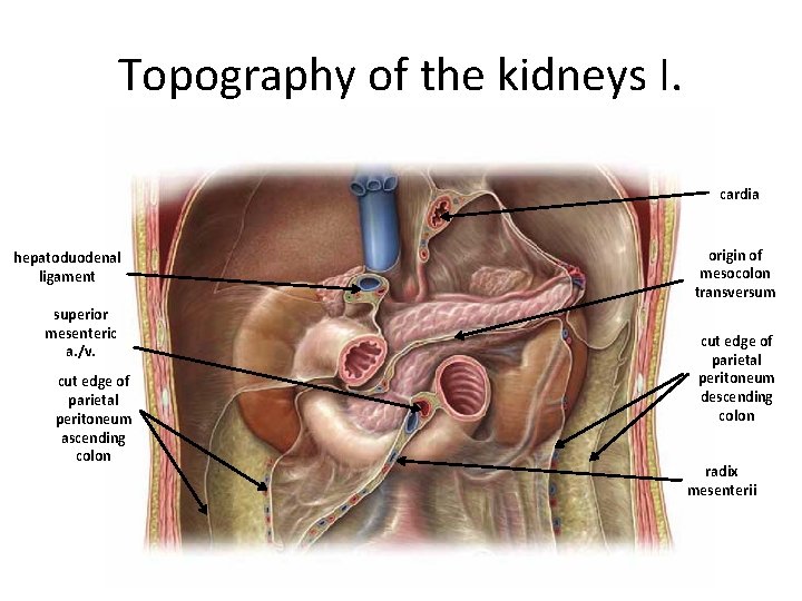 Topography of the kidneys I. cardia hepatoduodenal ligament superior mesenteric a. /v. cut edge