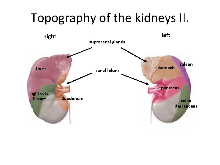 Topography of the kidneys II. left right suprarenal glands liver right colic flexure renal