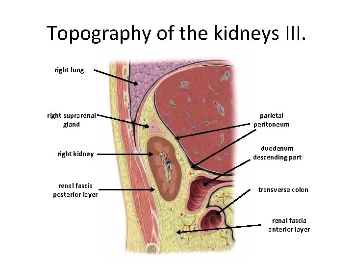 Topography of the kidneys III. right lung right suprarenal gland right kidney renal fascia