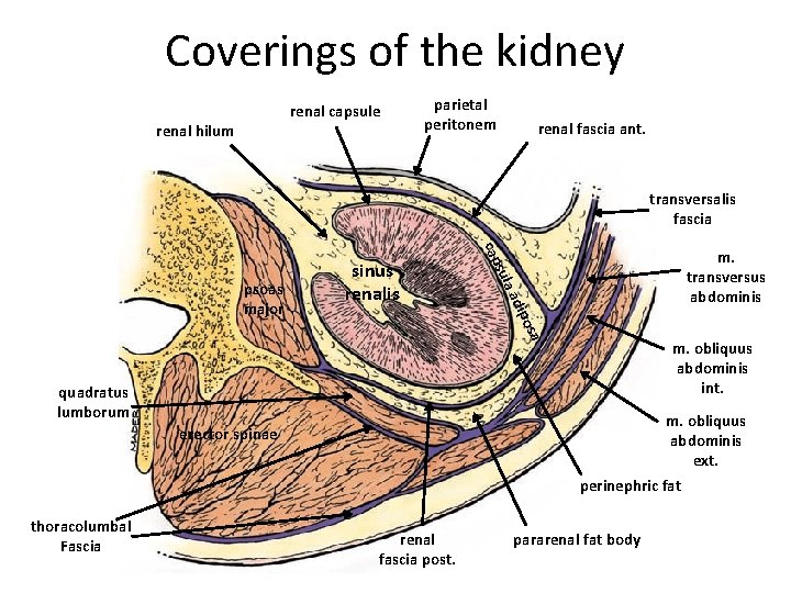 Coverings of the kidney renal capsule renal hilum parietal peritonem renal fascia ant. transversalis