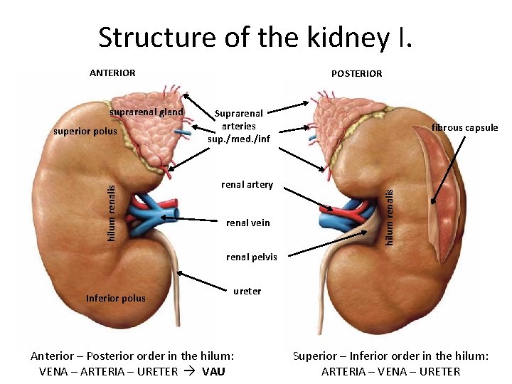 Structure of the kidney I. ANTERIOR hilum renalis superior polus Suprarenal arteries sup. /med.