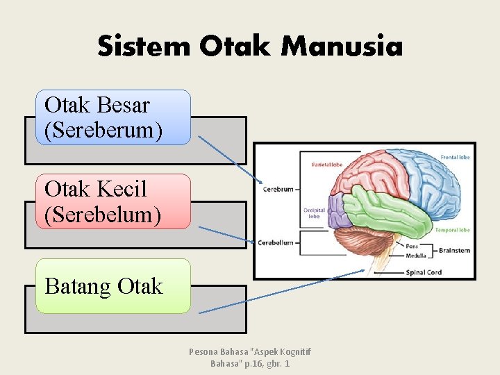 Sistem Otak Manusia Otak Besar (Sereberum) Otak Kecil (Serebelum) Batang Otak Pesona Bahasa "Aspek