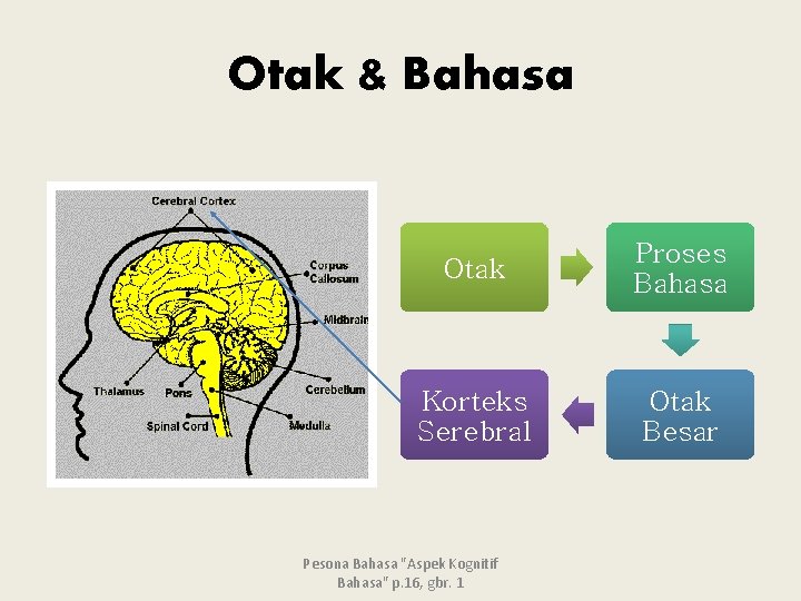 Otak & Bahasa Otak Proses Bahasa Korteks Serebral Otak Besar Pesona Bahasa "Aspek Kognitif