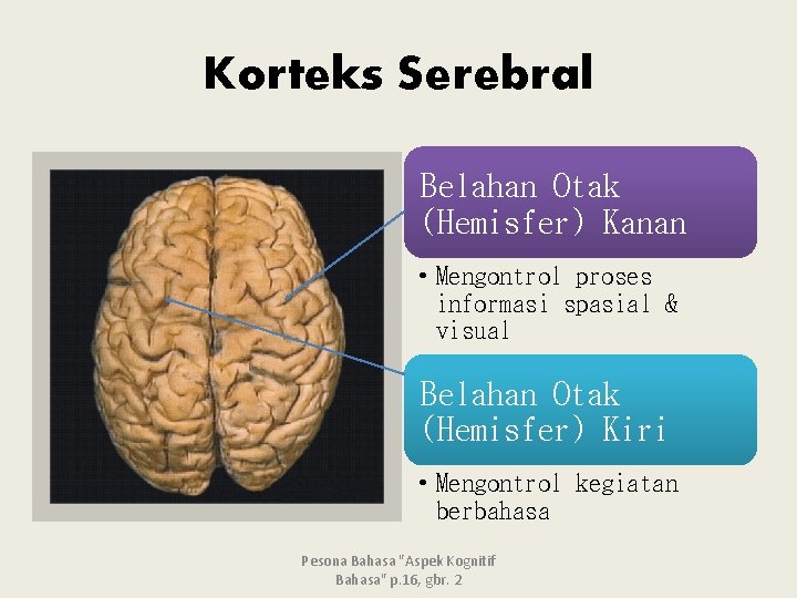 Korteks Serebral Belahan Otak (Hemisfer) Kanan • Mengontrol proses informasi spasial & visual Belahan