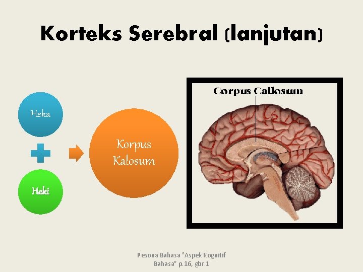 Korteks Serebral (lanjutan) Heka Korpus Kalosum Heki Pesona Bahasa "Aspek Kognitif Bahasa" p. 16,