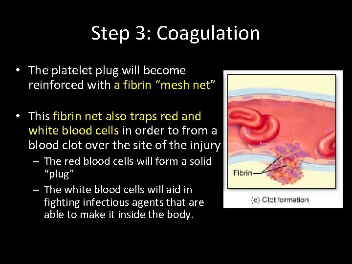 Step 3: Coagulation • The platelet plug will become reinforced with a fibrin “mesh