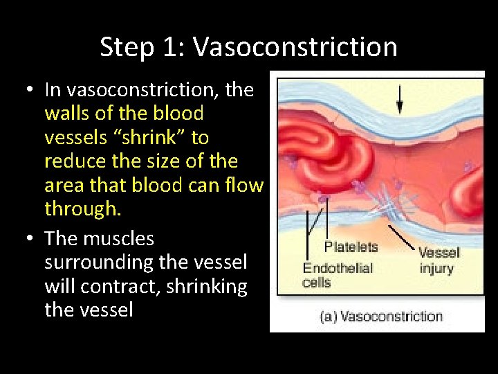 Step 1: Vasoconstriction • In vasoconstriction, the walls of the blood vessels “shrink” to