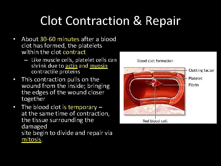 Clot Contraction & Repair • About 30 -60 minutes after a blood clot has