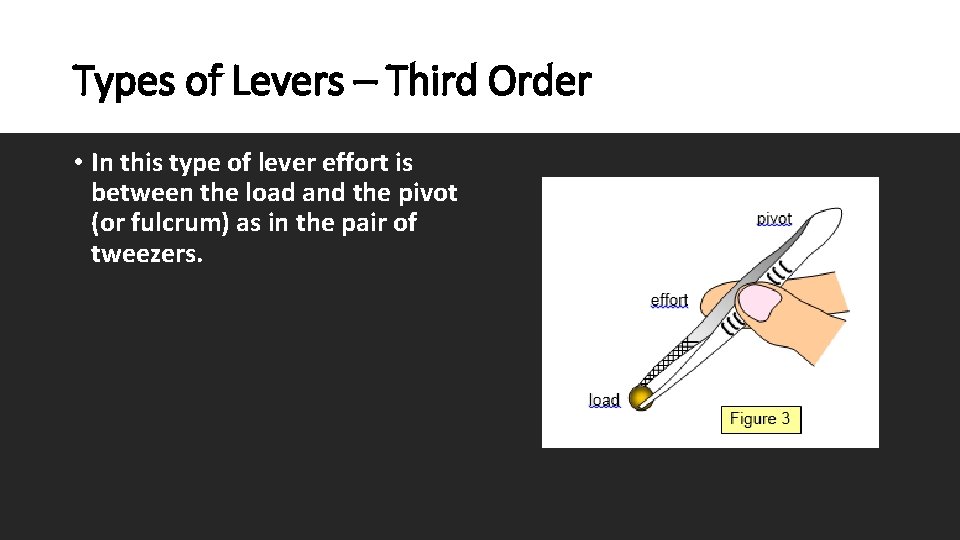 Types of Levers – Third Order • In this type of lever effort is