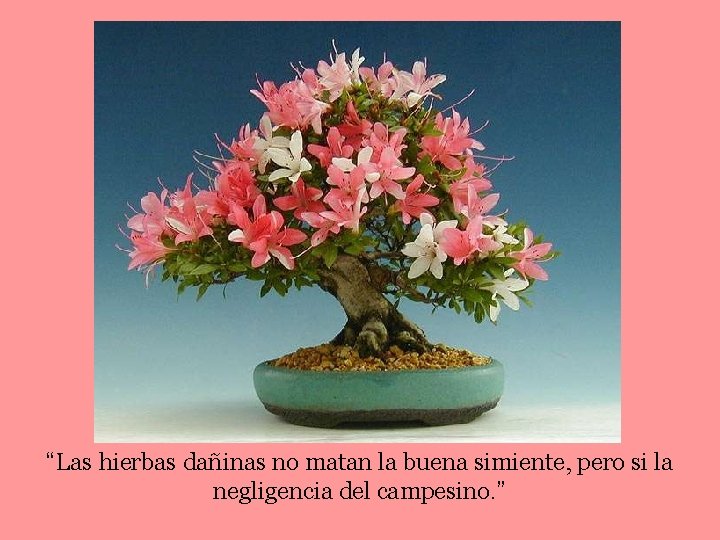 “Las hierbas dañinas no matan la buena simiente, pero si la negligencia del campesino.