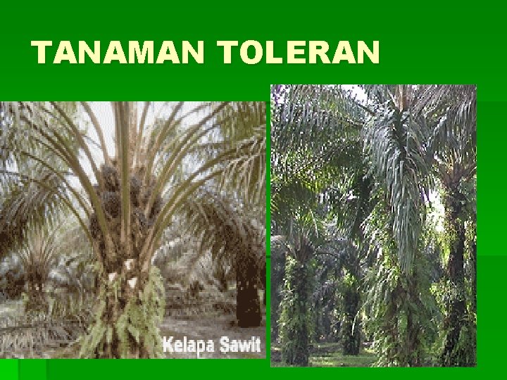 TANAMAN TOLERAN 
