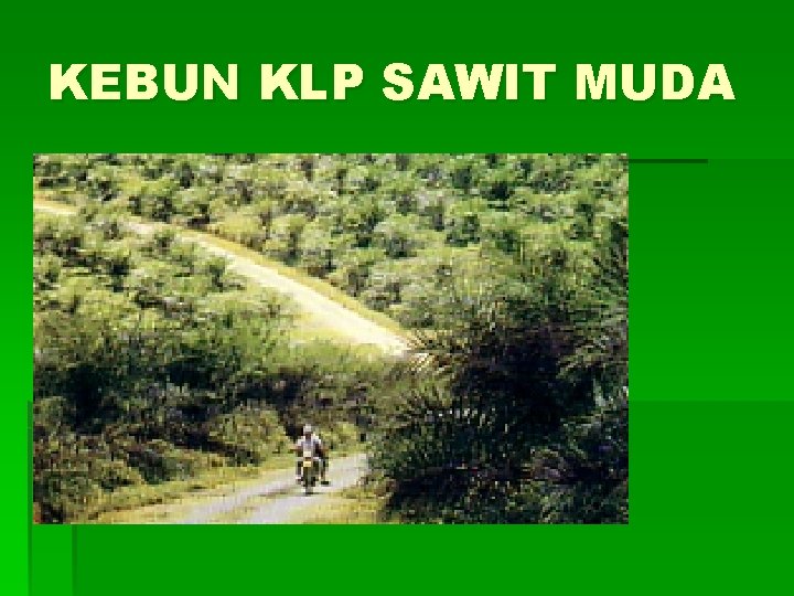 KEBUN KLP SAWIT MUDA 