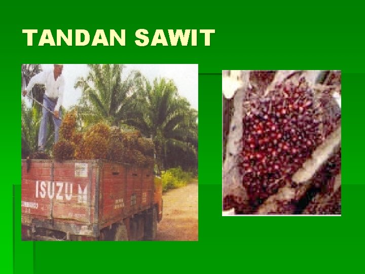 TANDAN SAWIT 