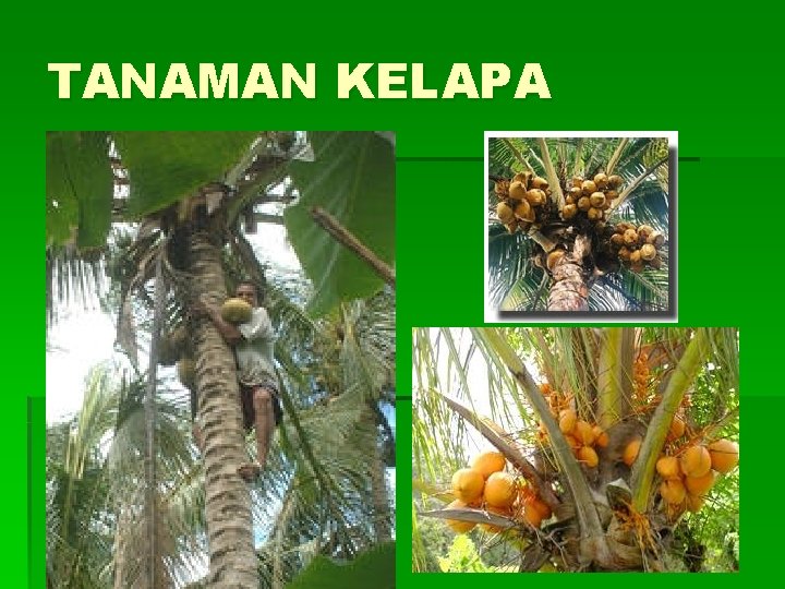 TANAMAN KELAPA 