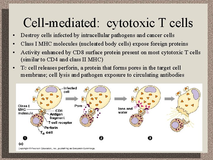 Cell-mediated: cytotoxic T cells • Destroy cells infected by intracellular pathogens and cancer cells