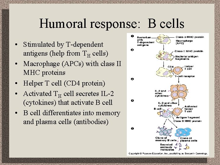 Humoral response: B cells • Stimulated by T-dependent antigens (help from TH cells) •