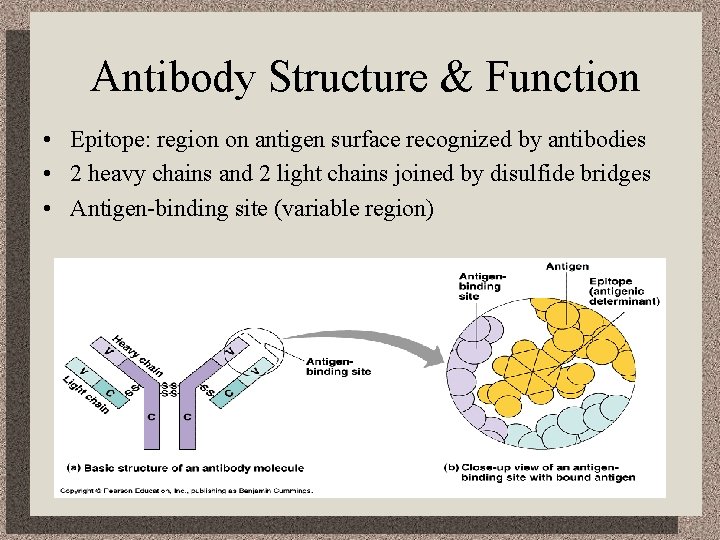 Antibody Structure & Function • Epitope: region on antigen surface recognized by antibodies •