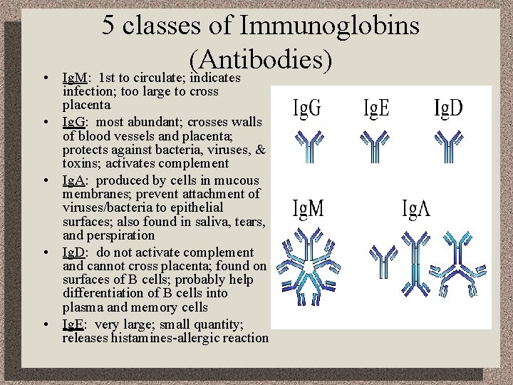  • • • 5 classes of Immunoglobins (Antibodies) Ig. M: 1 st to