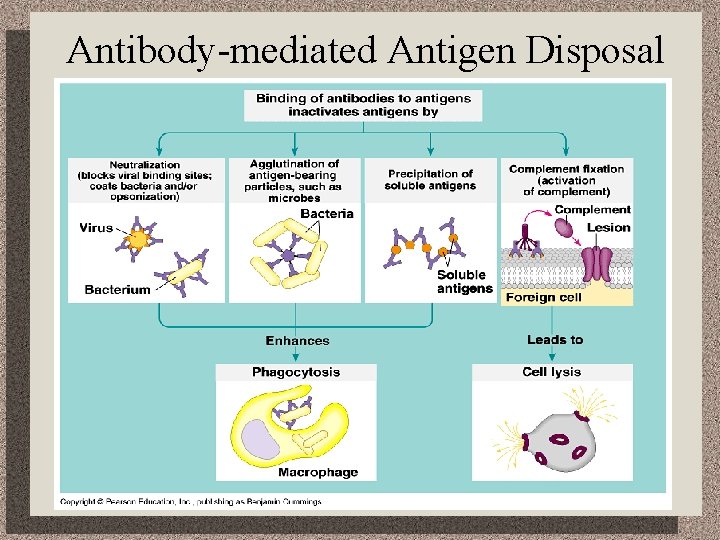 Antibody-mediated Antigen Disposal 