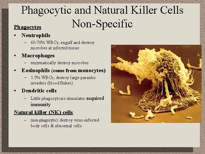 Phagocytic and Natural Killer Cells Non-Specific Phagocytes • Neutrophils – 60 -70% WBCs; engulf
