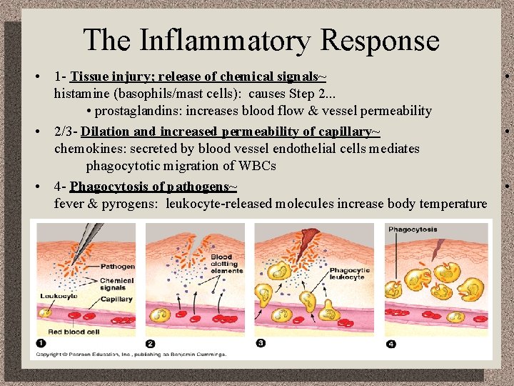 The Inflammatory Response • 1 - Tissue injury; release of chemical signals~ histamine (basophils/mast