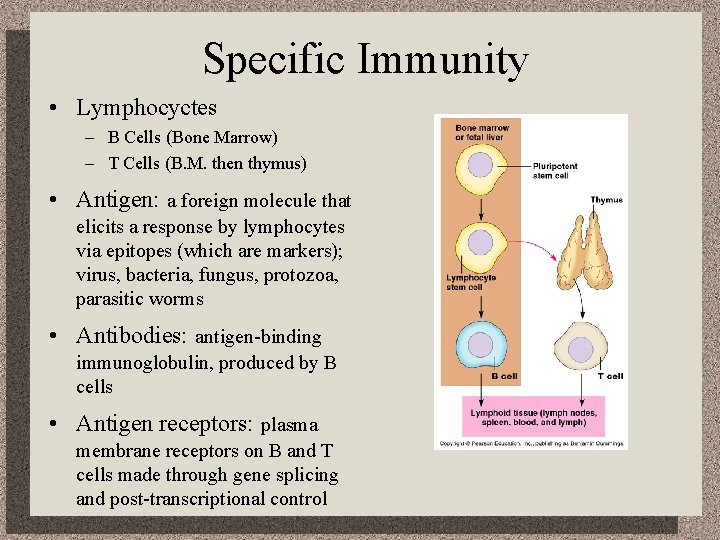 Specific Immunity • Lymphocyctes – B Cells (Bone Marrow) – T Cells (B. M.