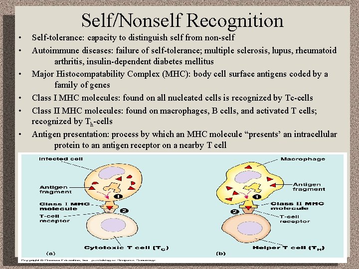 Self/Nonself Recognition • • • Self-tolerance: capacity to distinguish self from non-self Autoimmune diseases: