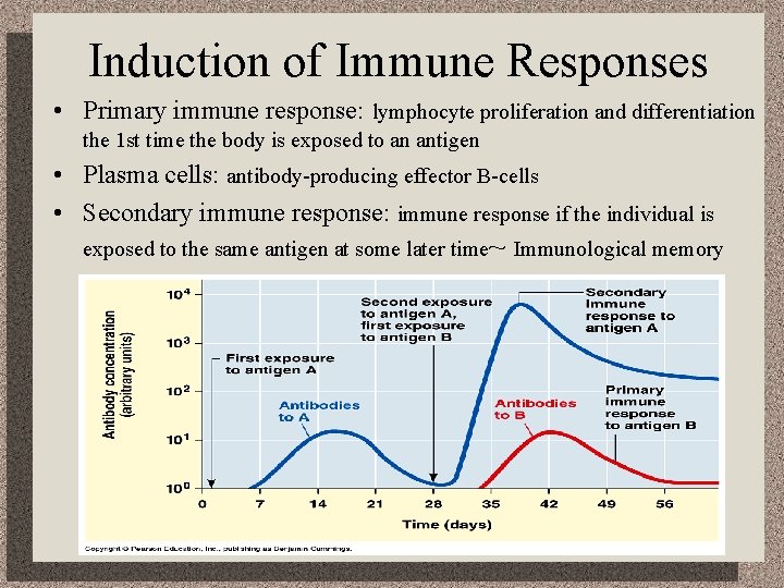 Induction of Immune Responses • Primary immune response: lymphocyte proliferation and differentiation the 1