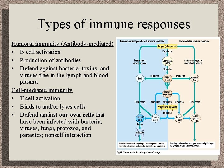 Types of immune responses Humoral immunity (Antibody-mediated) • B cell activation • Production of