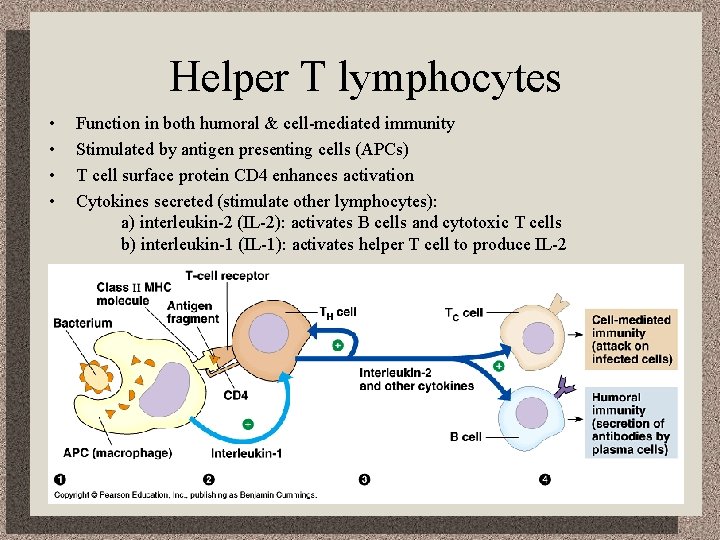 Helper T lymphocytes • • Function in both humoral & cell-mediated immunity Stimulated by