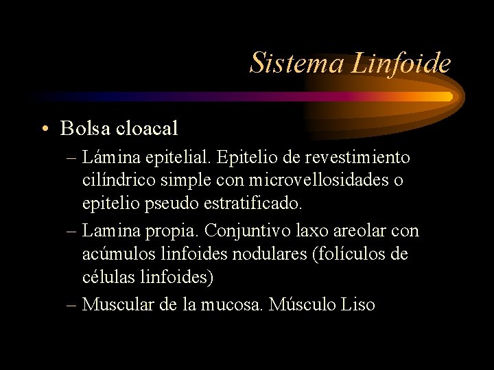 Sistema Linfoide • Bolsa cloacal – Lámina epitelial. Epitelio de revestimiento cilíndrico simple con