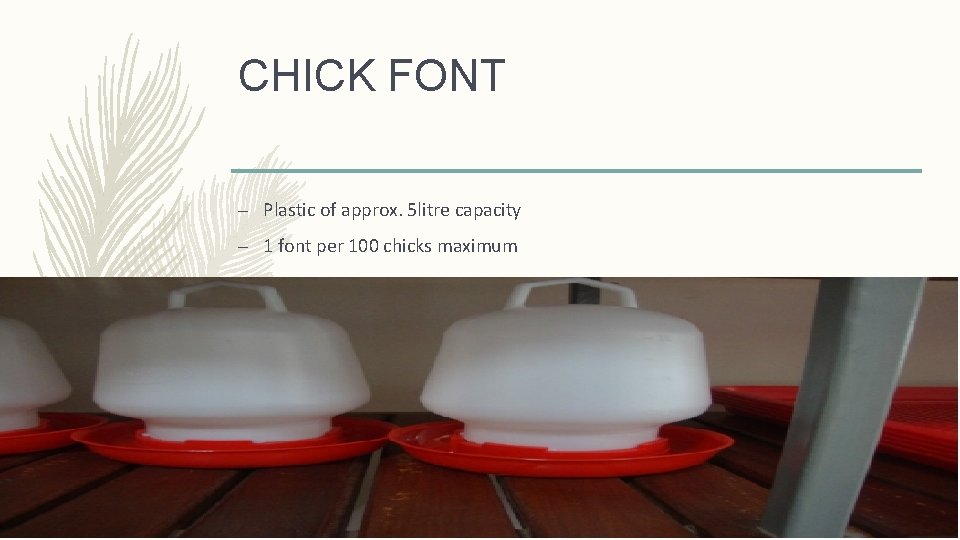 CHICK FONT – Plastic of approx. 5 litre capacity – 1 font per 100