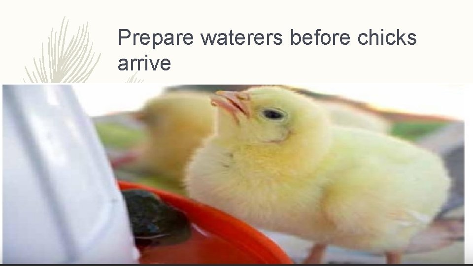 Prepare waterers before chicks arrive 