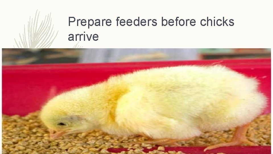 Prepare feeders before chicks arrive 