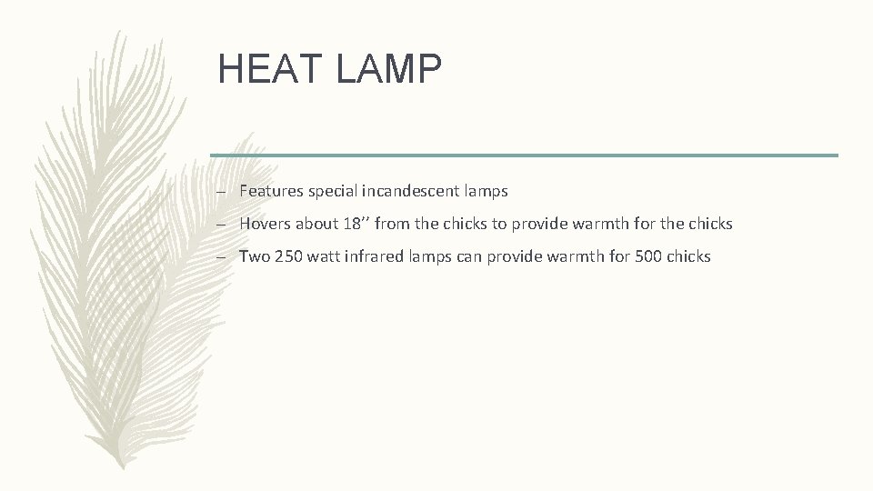 HEAT LAMP – Features special incandescent lamps – Hovers about 18’’ from the chicks