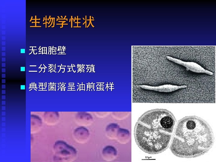 生物学性状 n 无细胞壁 n 二分裂方式繁殖 n 典型菌落呈油煎蛋样 Department of Microbiology, Harbin Medical University 