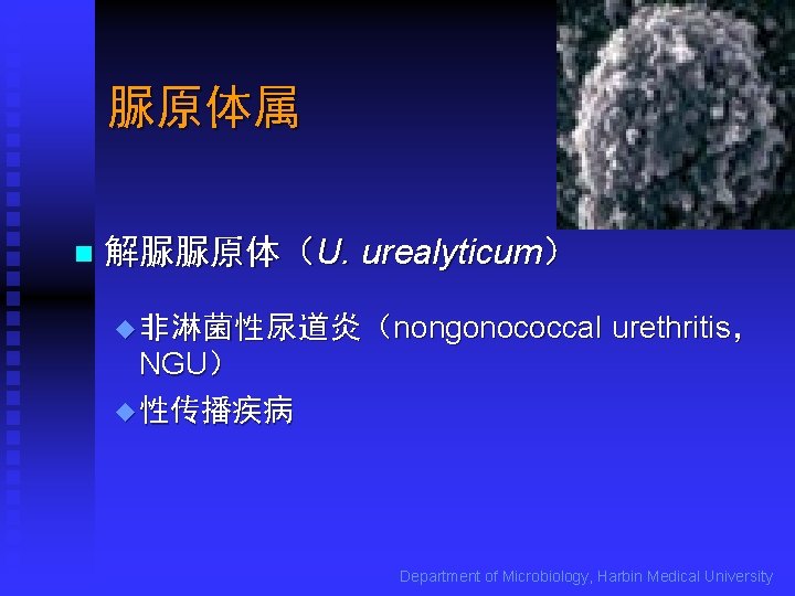 脲原体属 n 解脲脲原体（U. urealyticum） u 非 淋 菌 性 尿 道 炎 （ nongonococcal