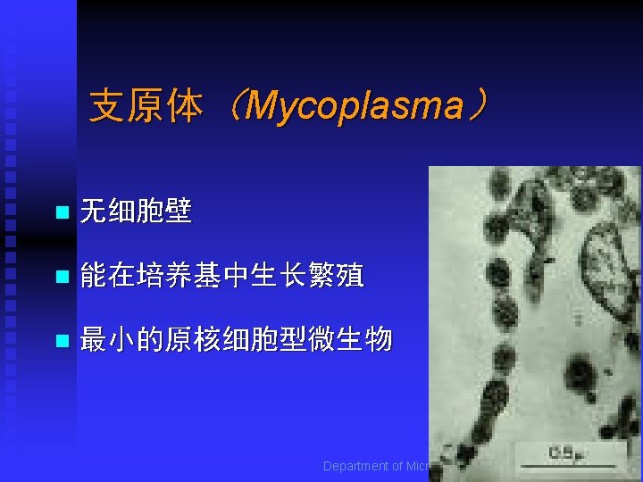 支原体（Mycoplasma） n 无细胞壁 n 能在培养基中生长繁殖 n 最小的原核细胞型微生物 Department of Microbiology, Harbin Medical University 